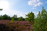 In der Heide fühlt sich nicht nur Calluna vulgaris wohl, sondern auch Birken, Kiefern und Wacholdersträucher. (© Dorothea Uhlendorf/Azerca)